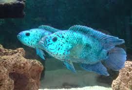 JACK DEMPSEY BLUE