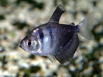 TETRA NEGRO