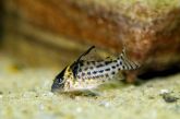 CORYDORAS AGASSIZI - CORIDORA