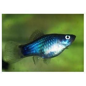 PLATY AZUL