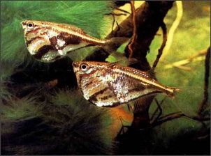 CARNEGIELLA STRIGATA- BORBOLETA