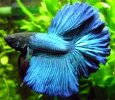 BETTA MACHO